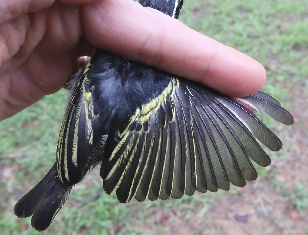 Yellow-rumped Tinkerbird (Yellow-rumped) - ML619028684