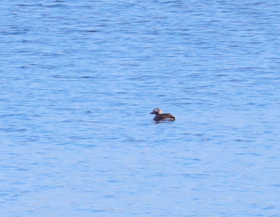 Long-tailed Duck - ML619028698