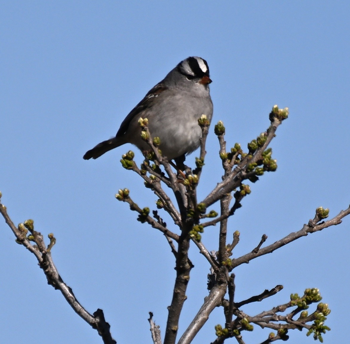 White-crowned Sparrow - ML619028718