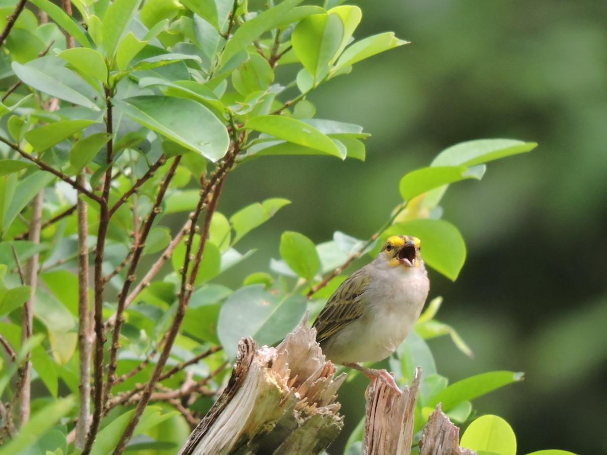 Yellow-browed Sparrow - ML619028746