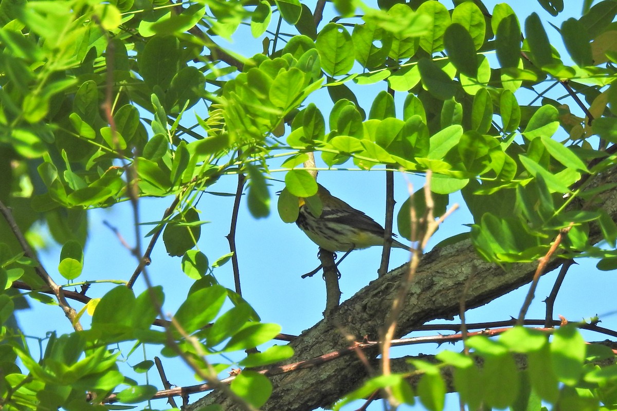 Black-throated Green Warbler - ML619028776