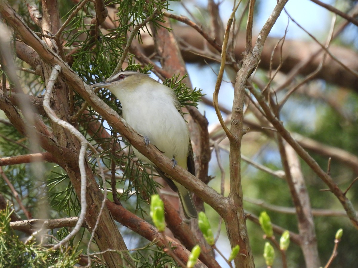 Red-eyed Vireo - Lisa Schibley