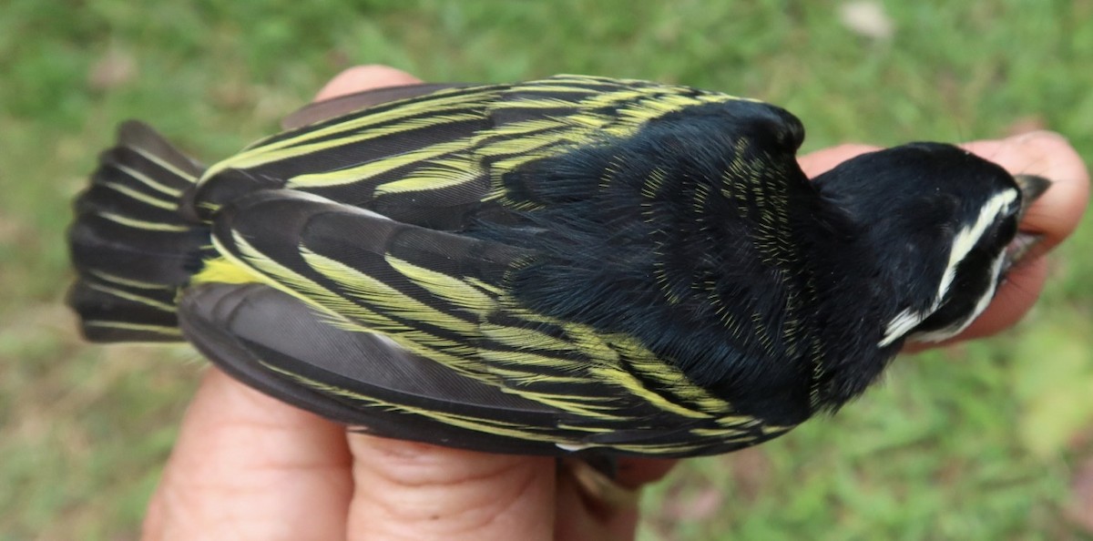 Yellow-rumped Tinkerbird (Yellow-rumped) - ML619028821