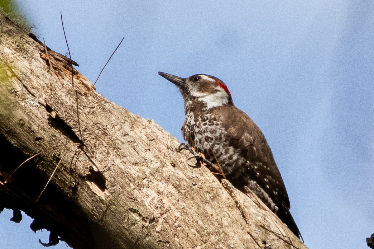 Arizona Woodpecker - ML619028826