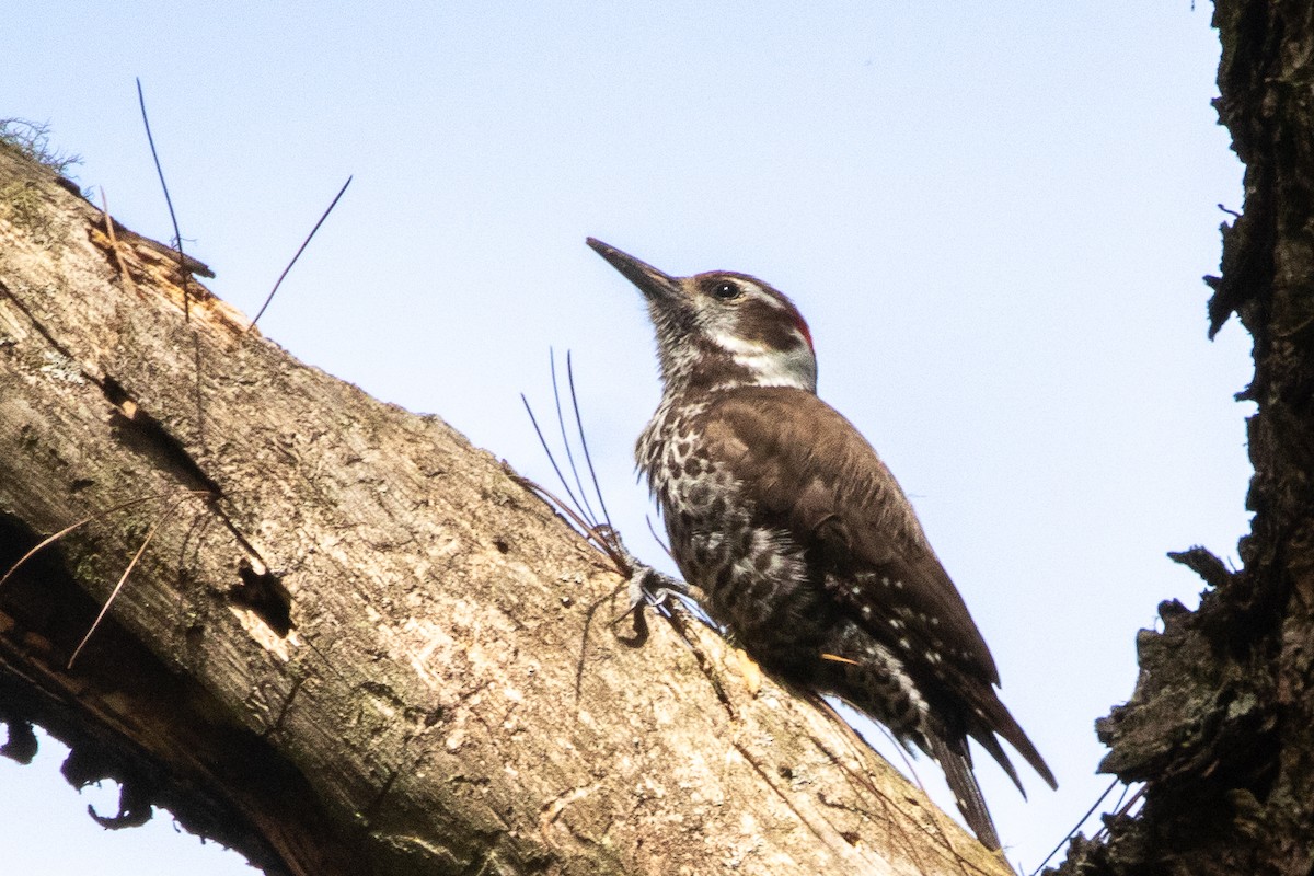 Arizona Woodpecker - ML619028827