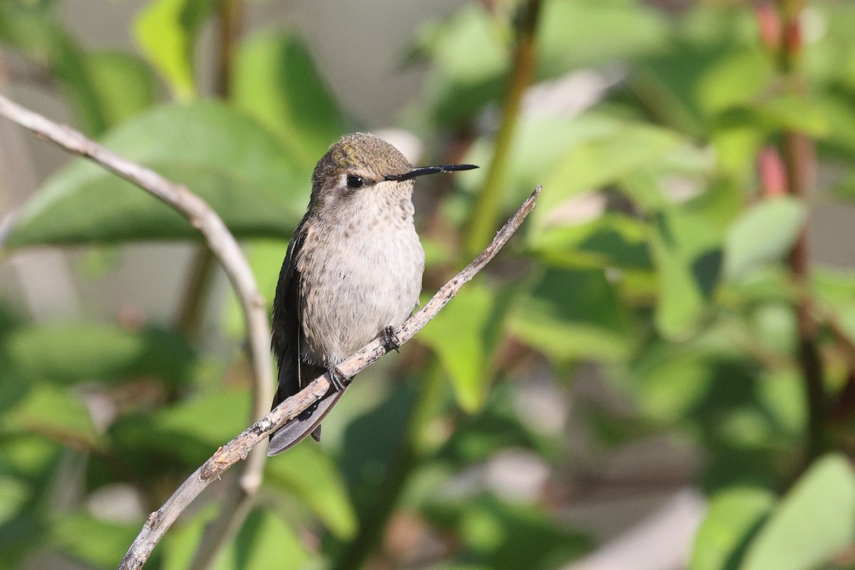 Anna's Hummingbird - ML619028833