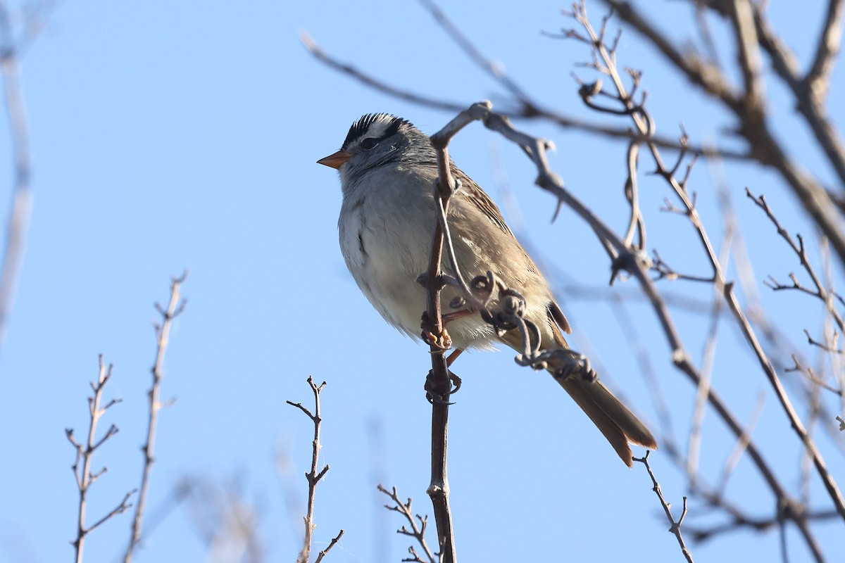 White-crowned Sparrow - ML619028844