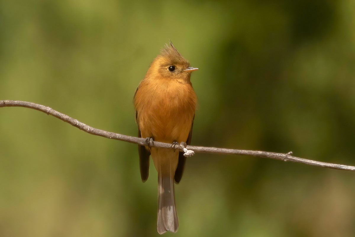 Tufted Flycatcher (Mexican) - ML619028847