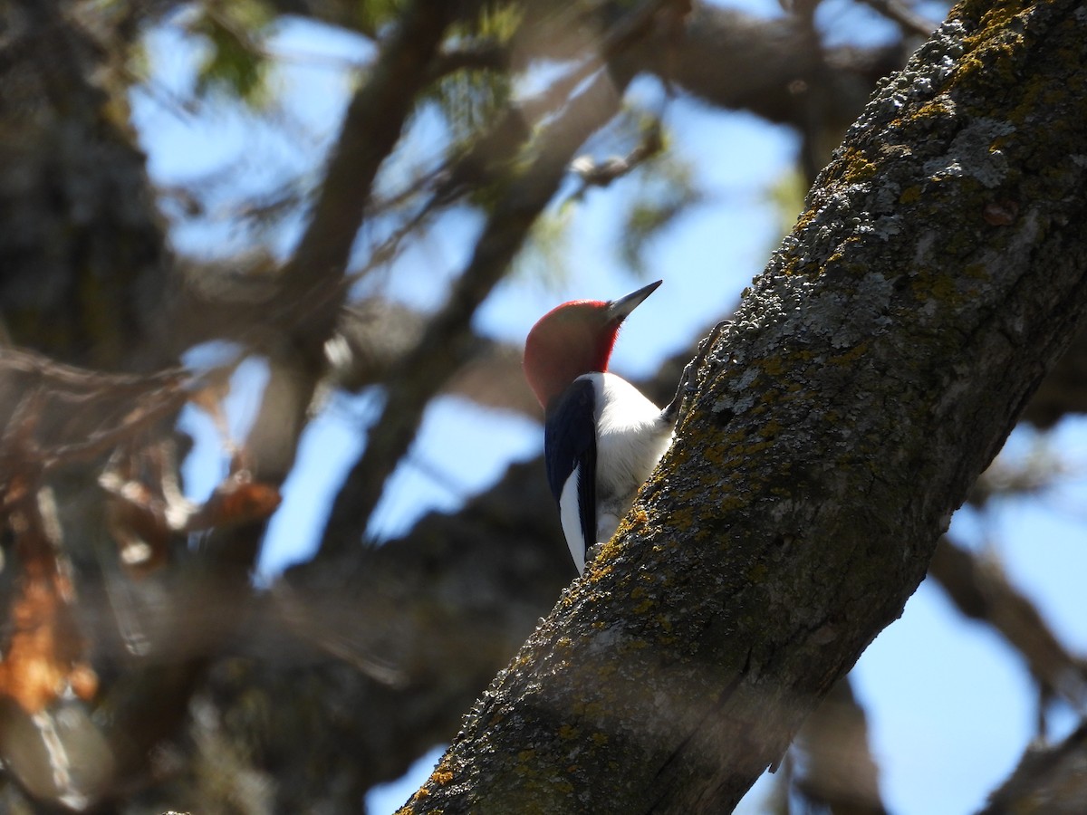 Red-headed Woodpecker - ML619028954