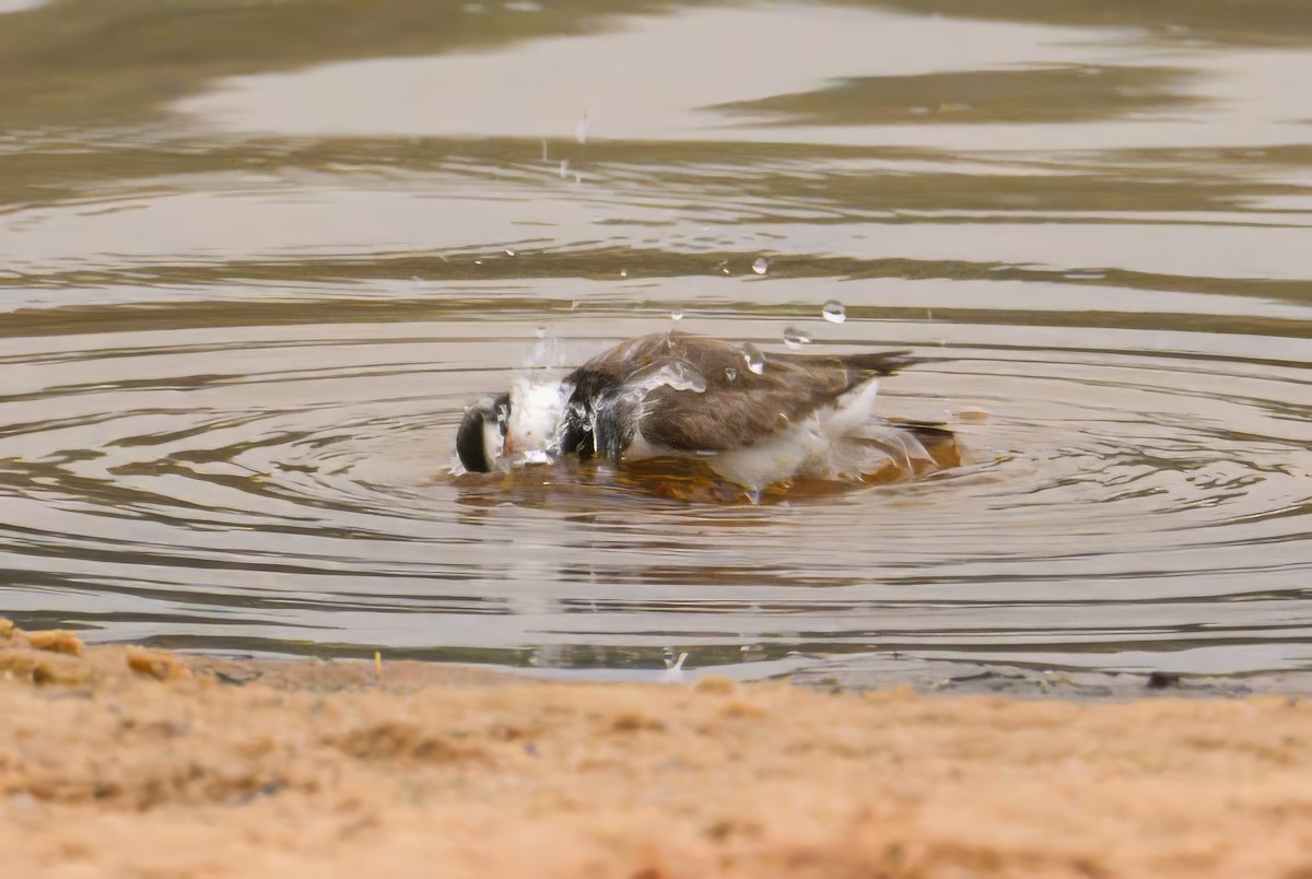 Semipalmated Plover - ML619028974