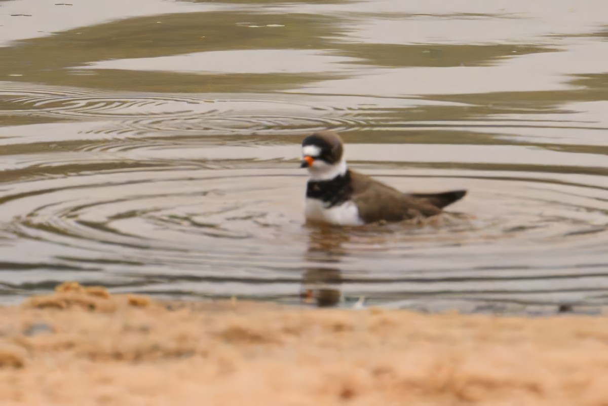 Semipalmated Plover - ML619028975