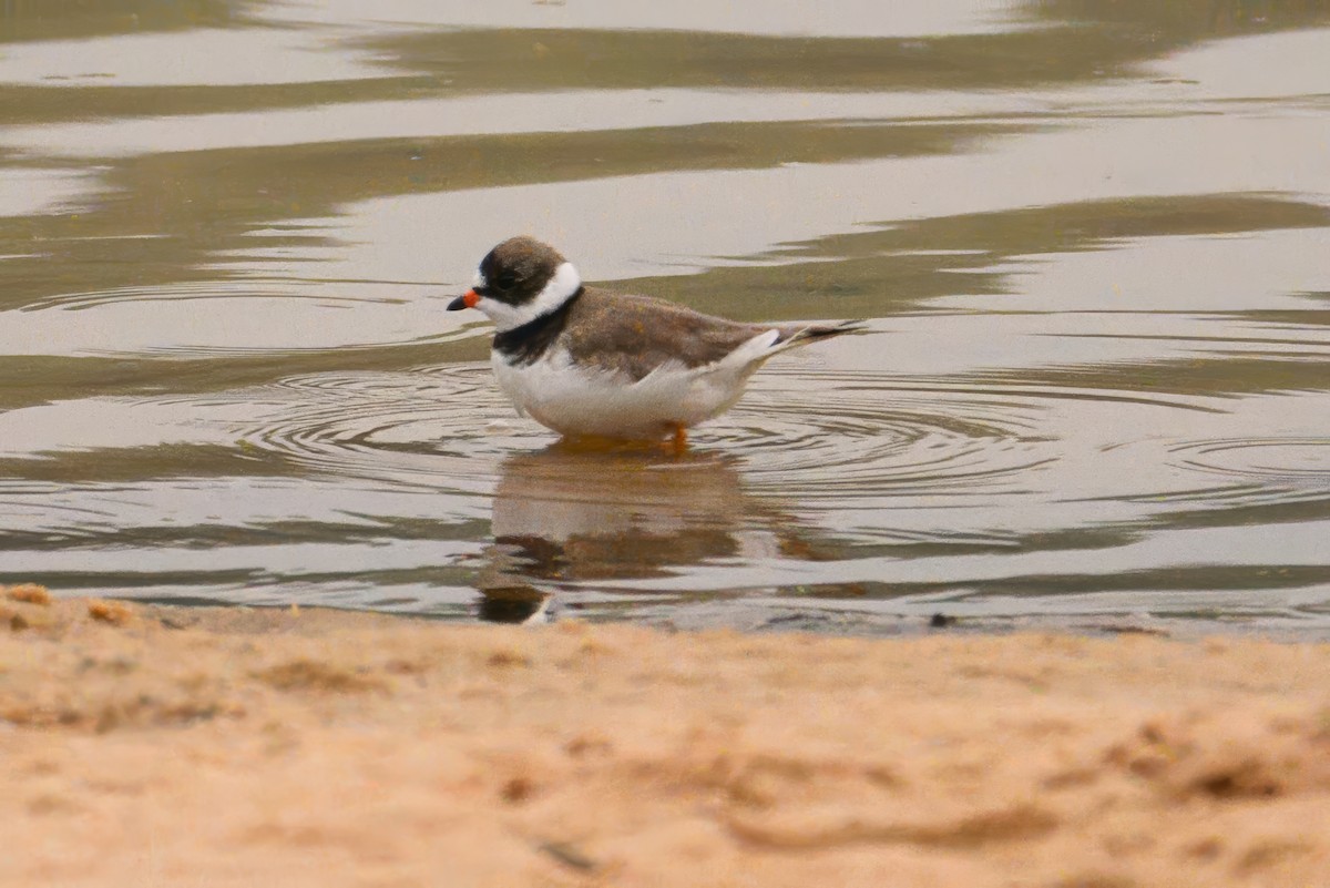 Semipalmated Plover - ML619028976