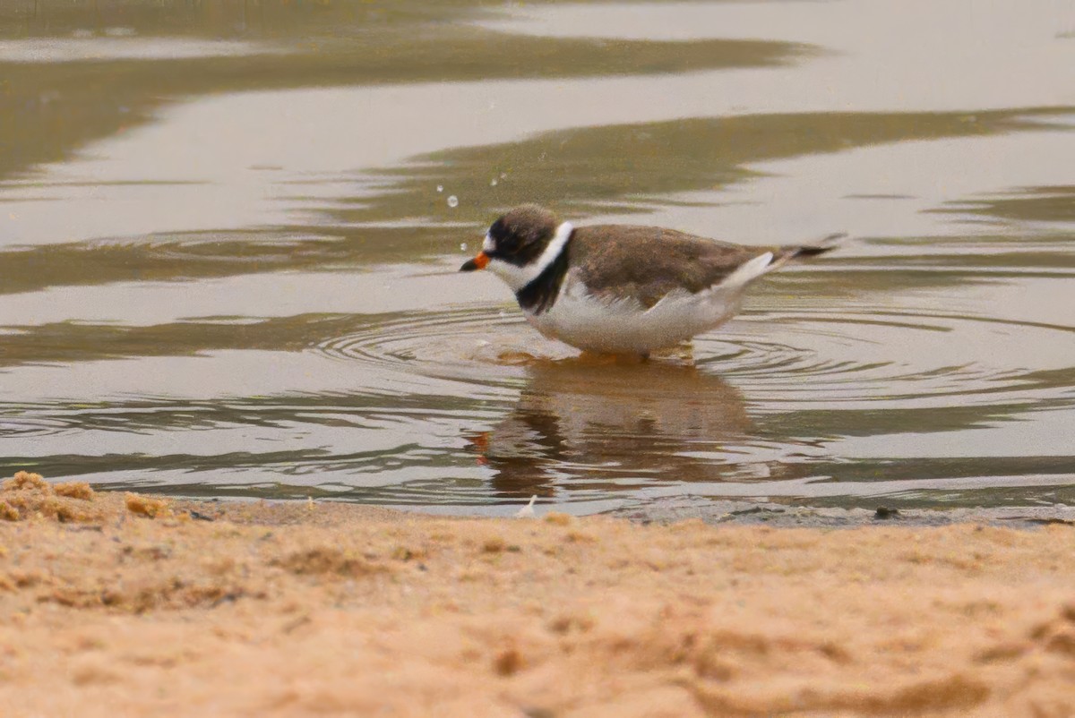 Semipalmated Plover - ML619028977