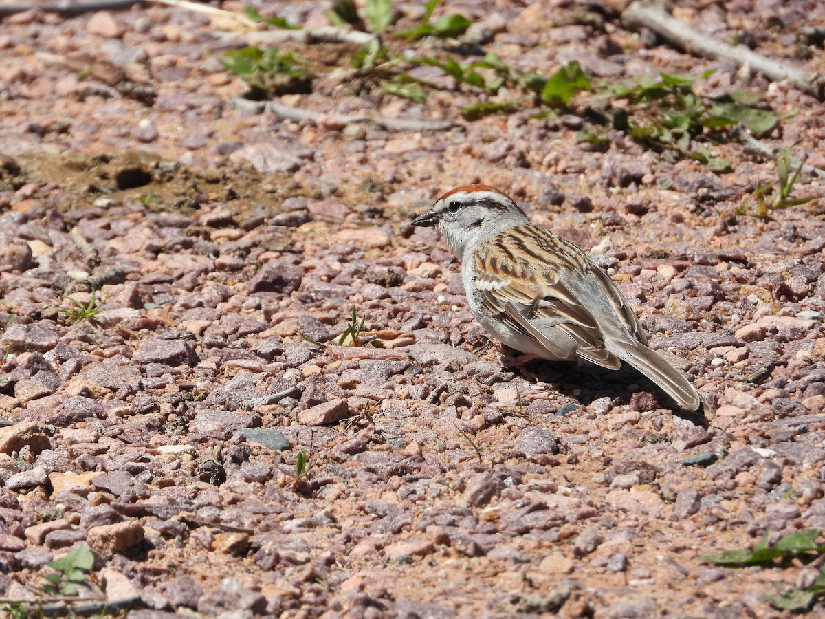 Chipping Sparrow - ML619028978