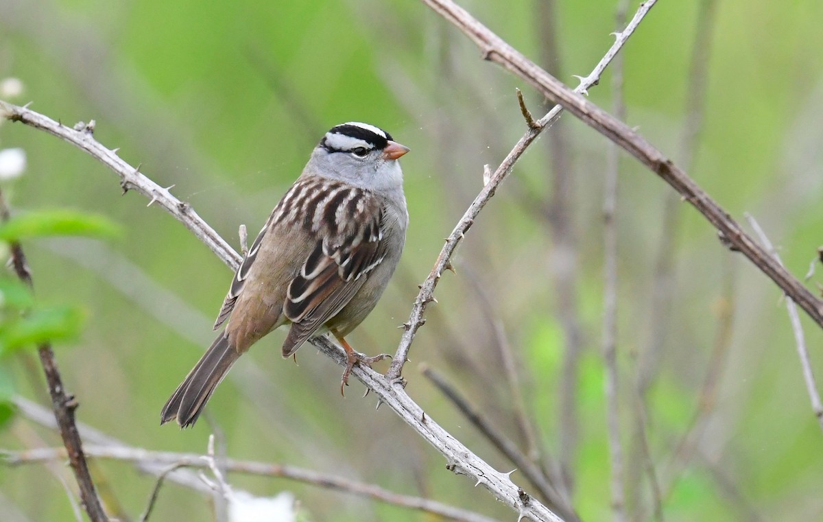 White-crowned Sparrow - ML619029008
