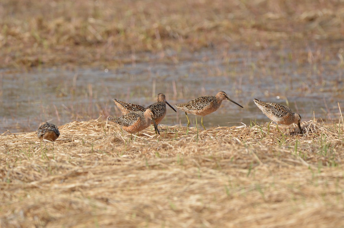 Long-billed Dowitcher - ML619029029
