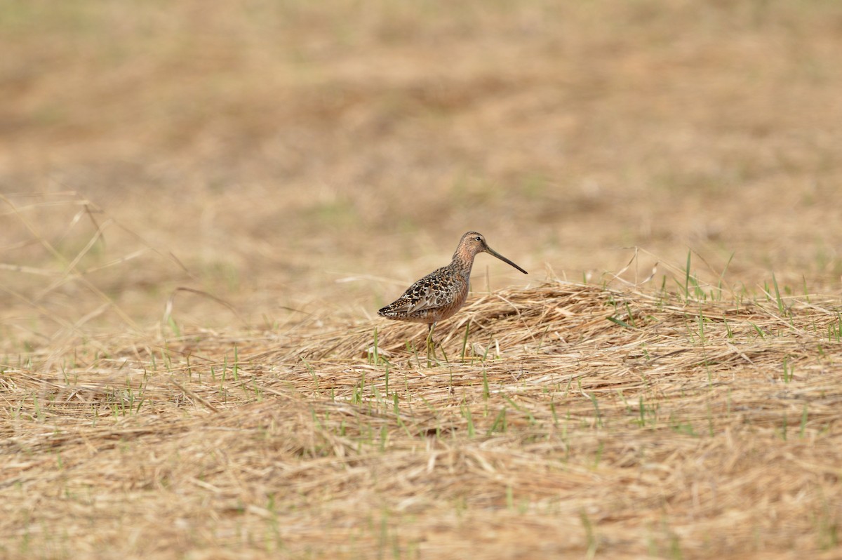 Long-billed Dowitcher - ML619029030