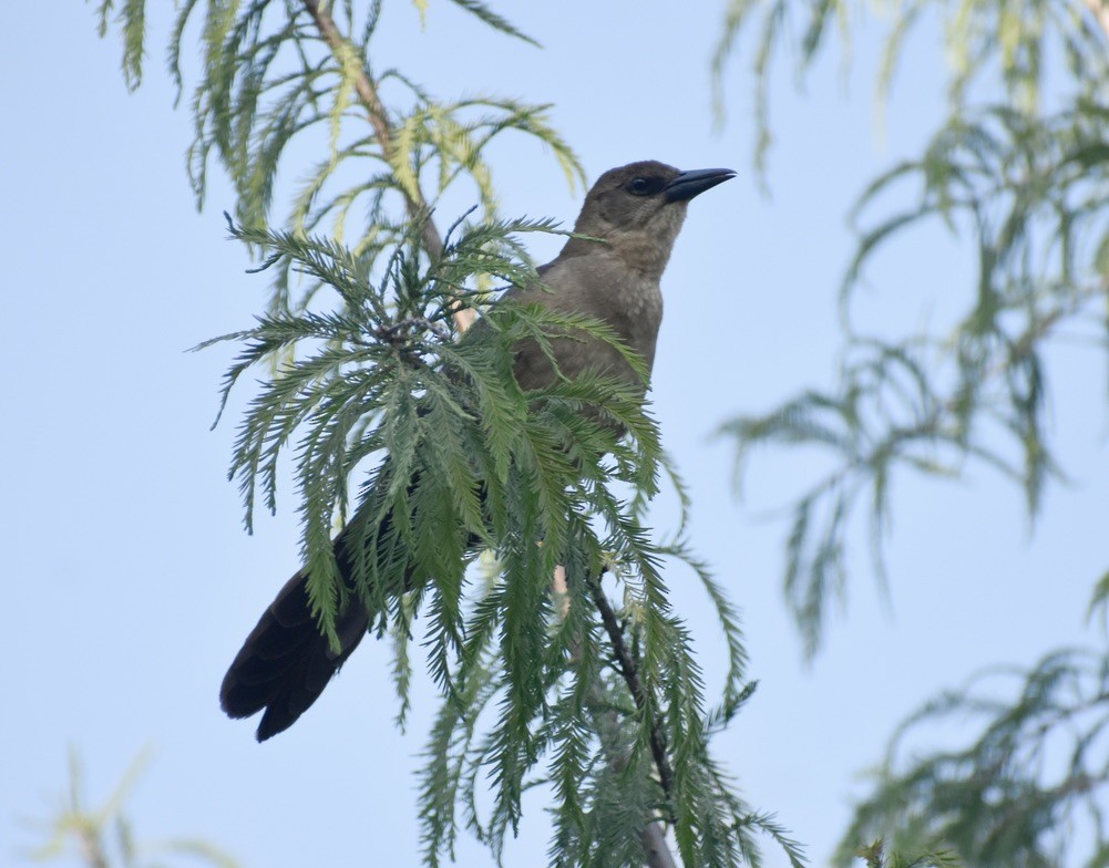 Boat-tailed Grackle - ML619029054