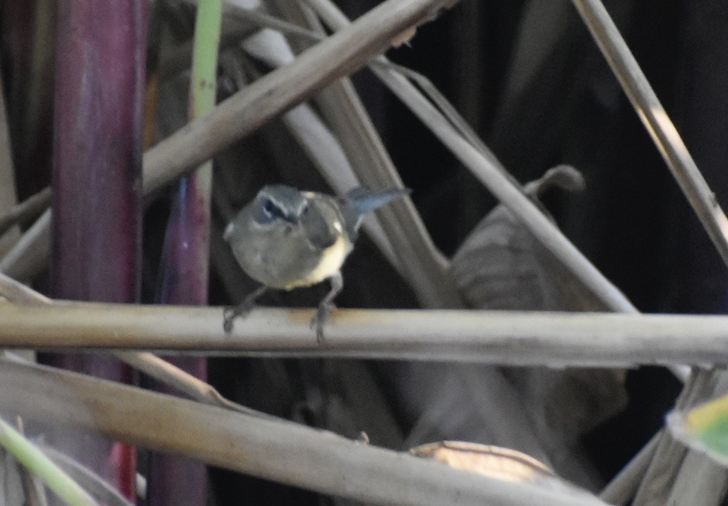 Black-throated Blue Warbler - ML619029068