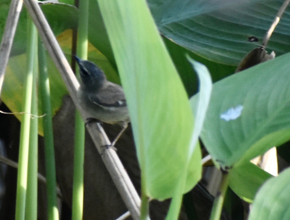 Black-throated Blue Warbler - ML619029069
