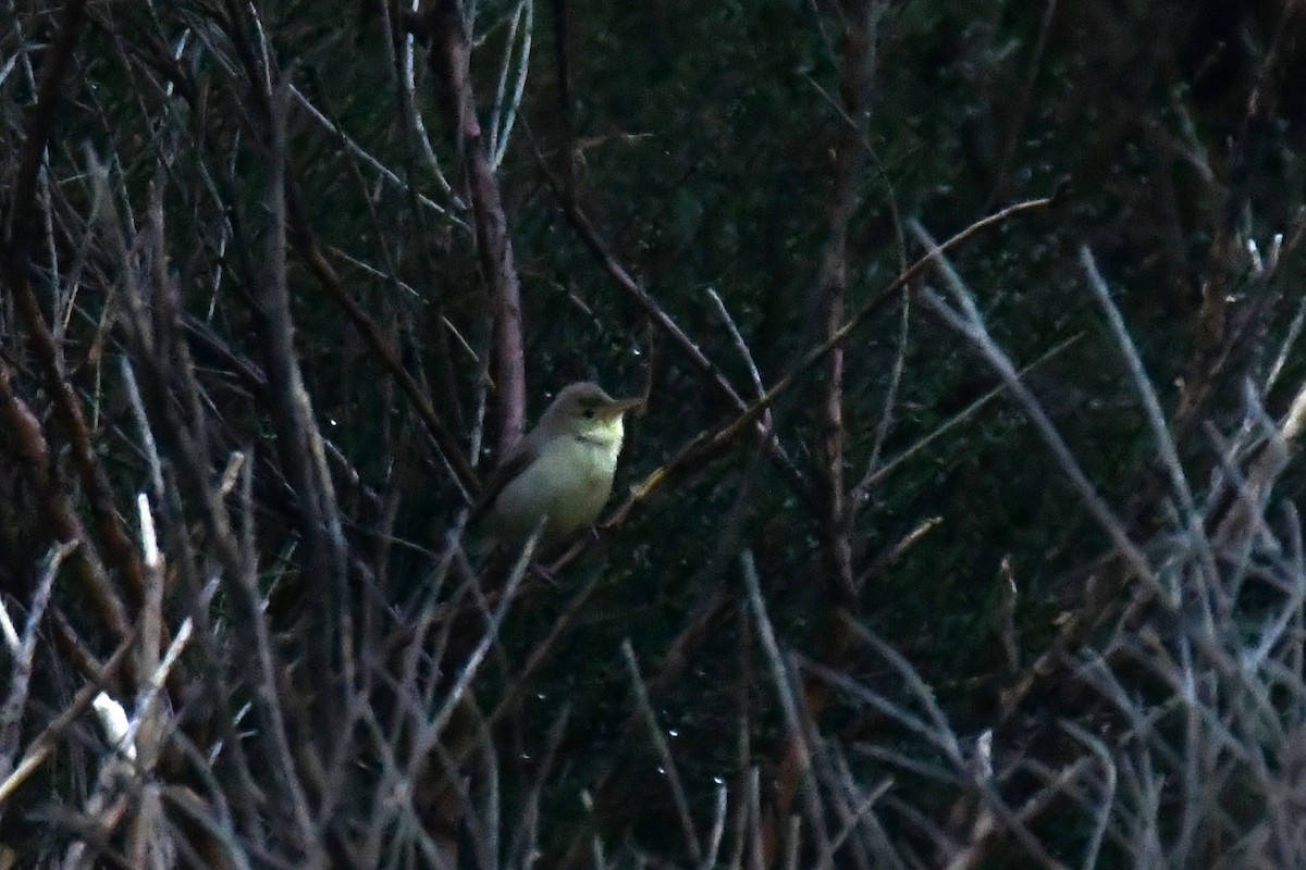 Melodious Warbler - ML619029071