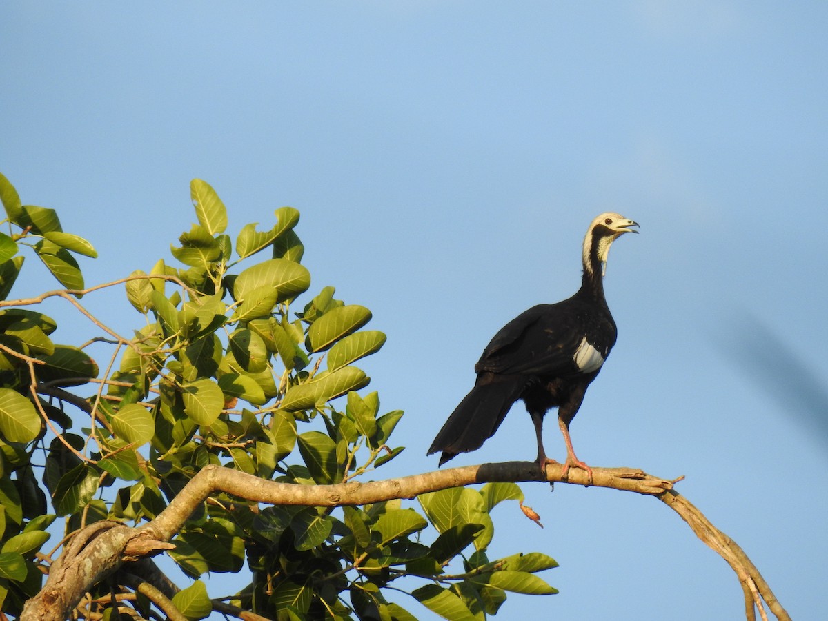 White-throated Piping-Guan - ML619029082