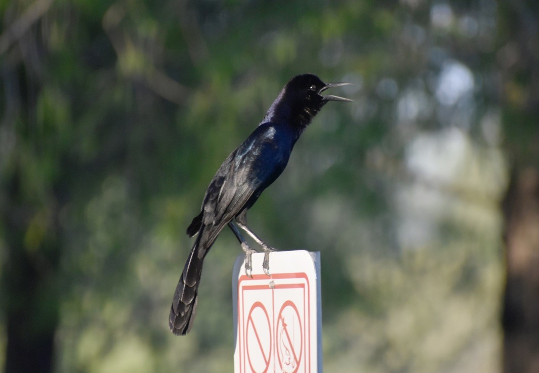 Boat-tailed Grackle - ML619029109