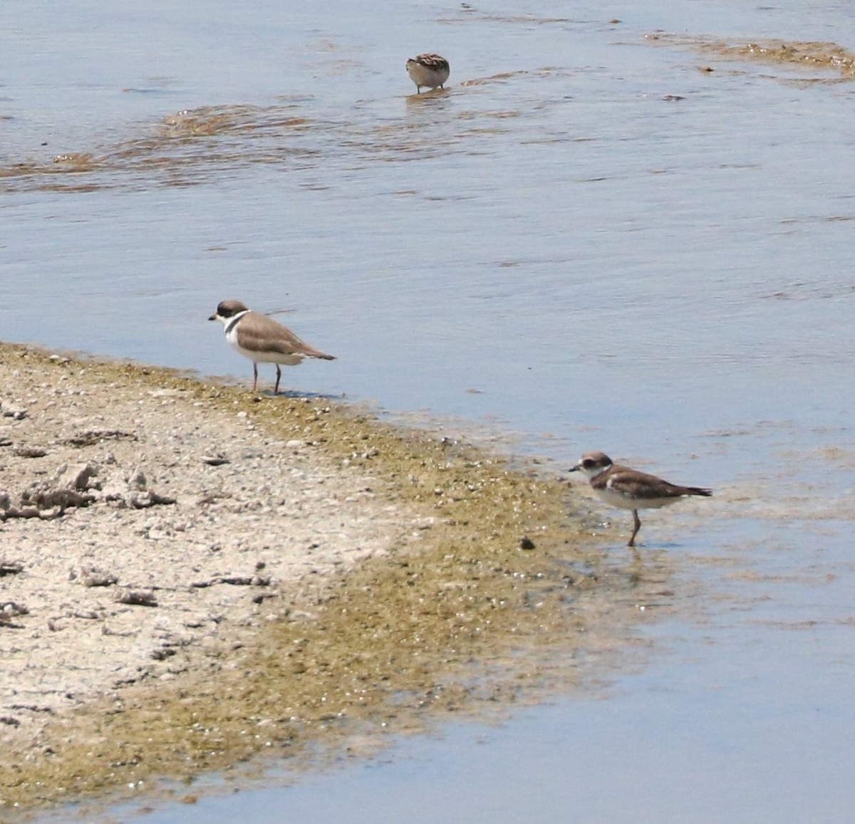 Semipalmated Plover - ML619029113
