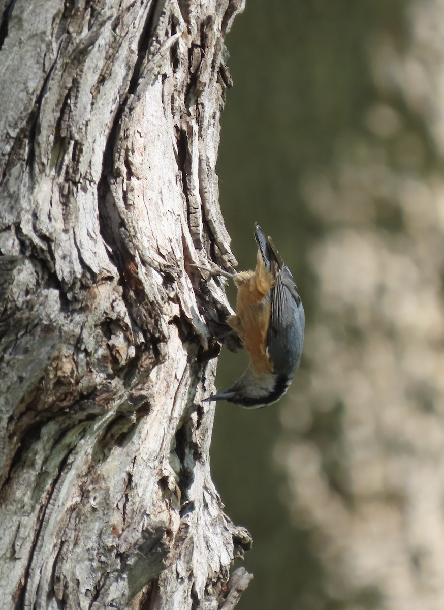 Red-breasted Nuthatch - ML619029119