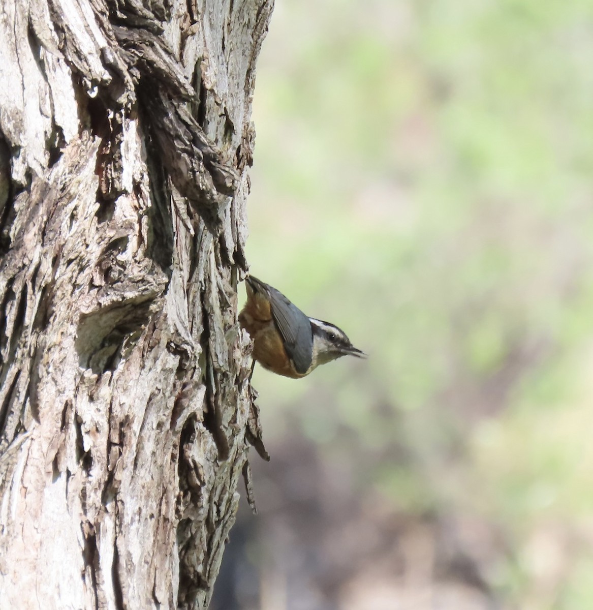 Red-breasted Nuthatch - ML619029120