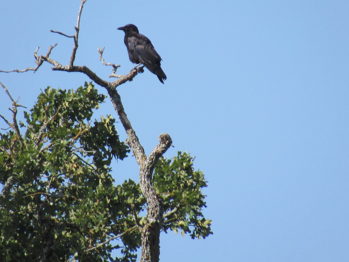 eBird Checklist 11 Jun 2023 Kosse City Park 46 species