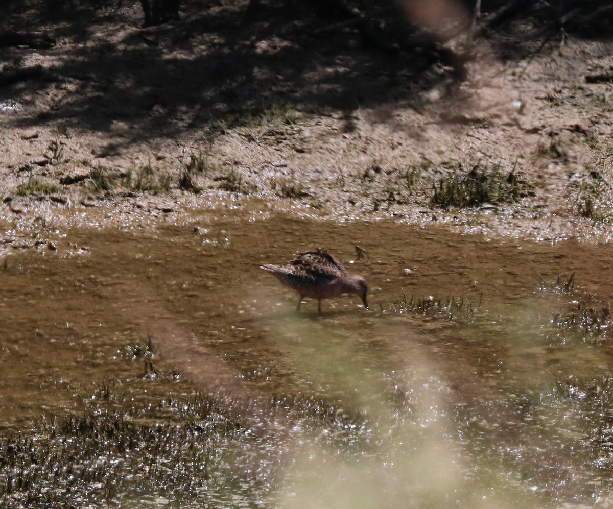 Long-billed Dowitcher - ML619029125