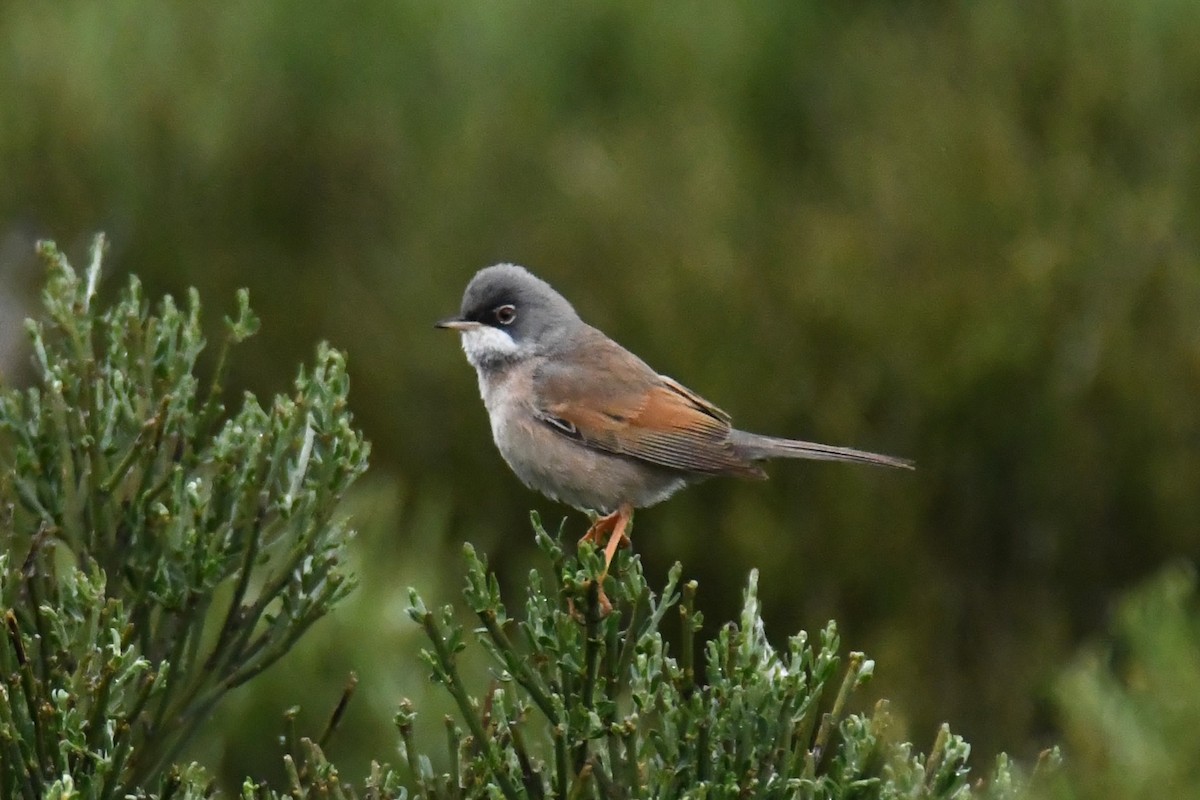 Spectacled Warbler - ML619029135