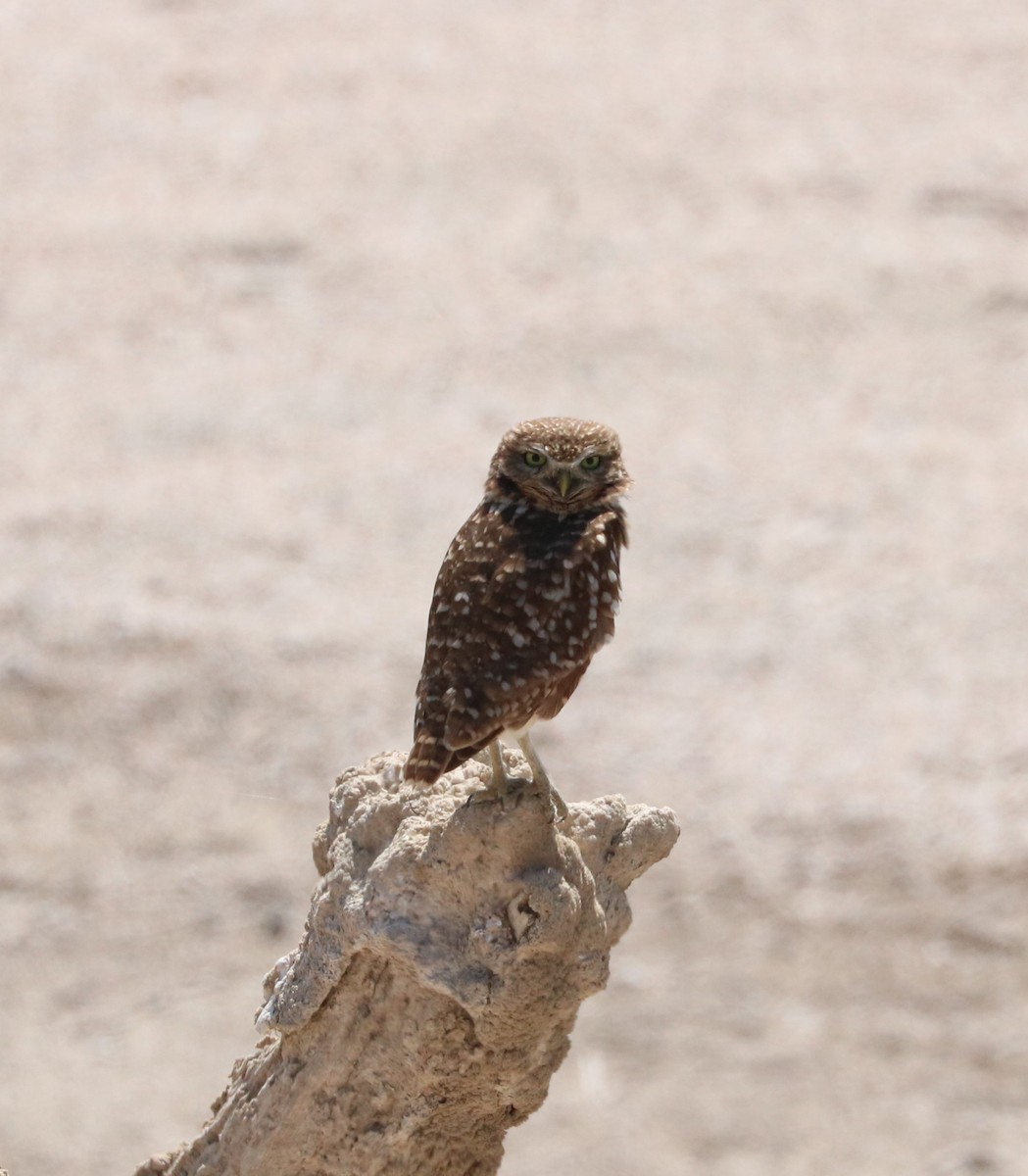 Burrowing Owl - ML619029206