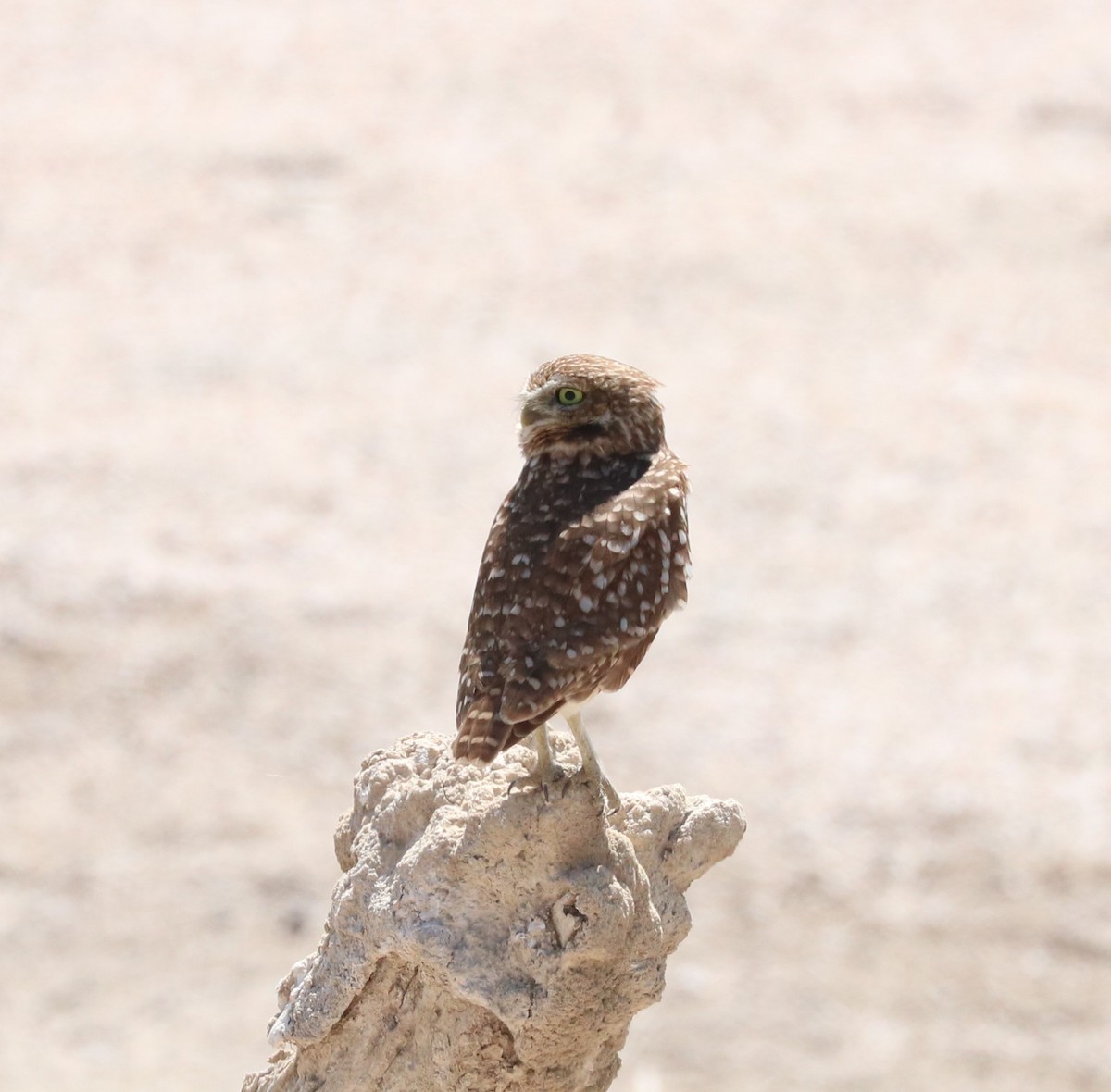 Burrowing Owl - ML619029207