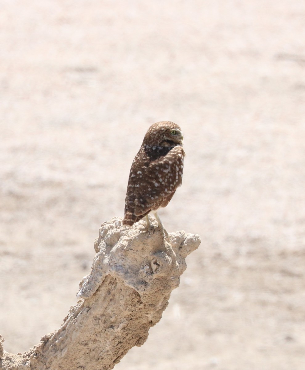 Burrowing Owl - ML619029208