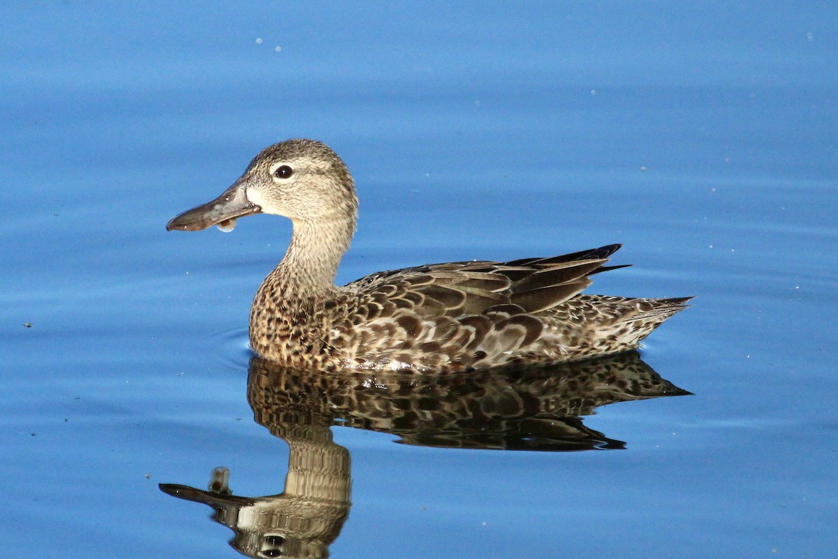 Blue-winged Teal - ML619029216