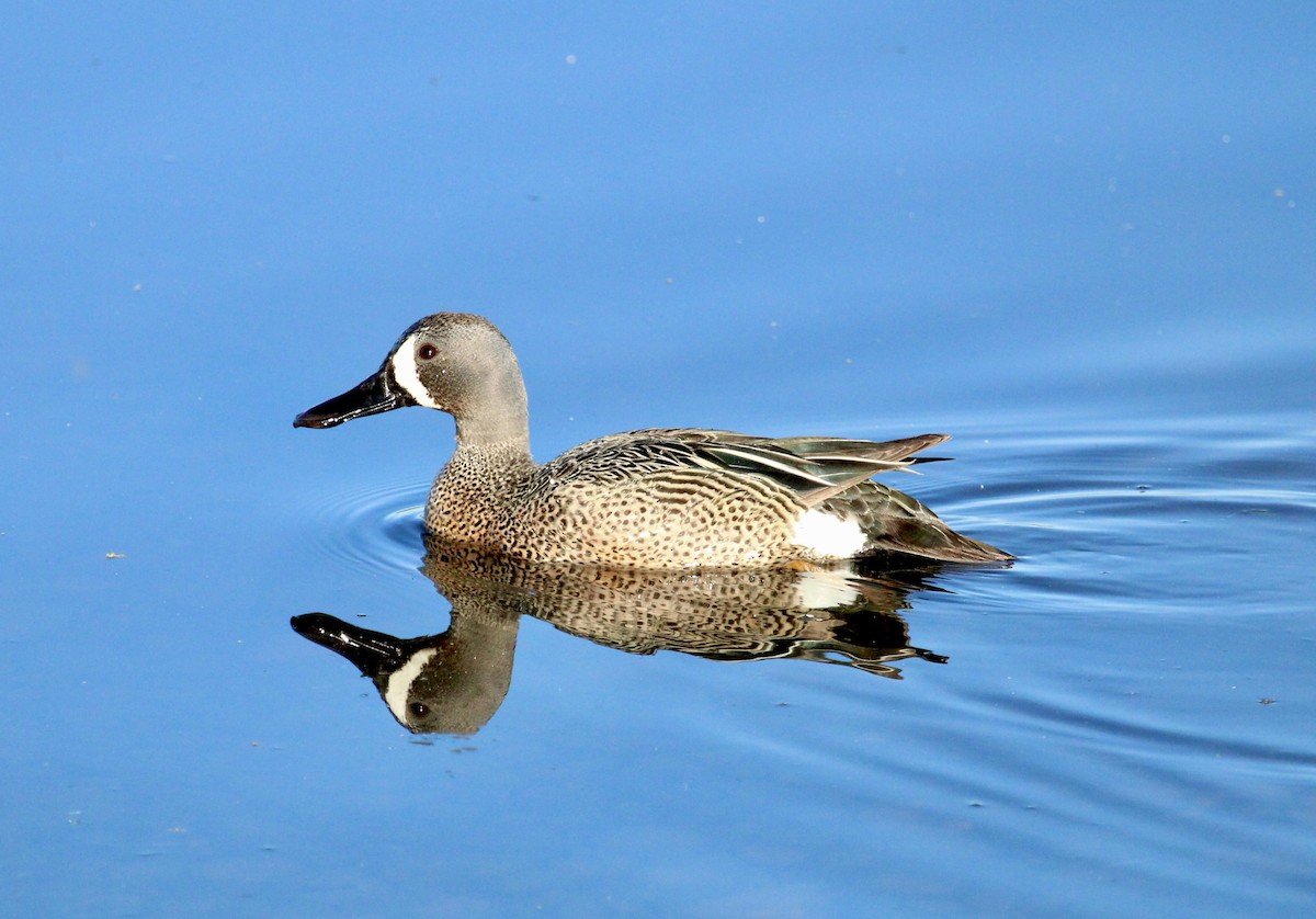 Blue-winged Teal - ML619029217