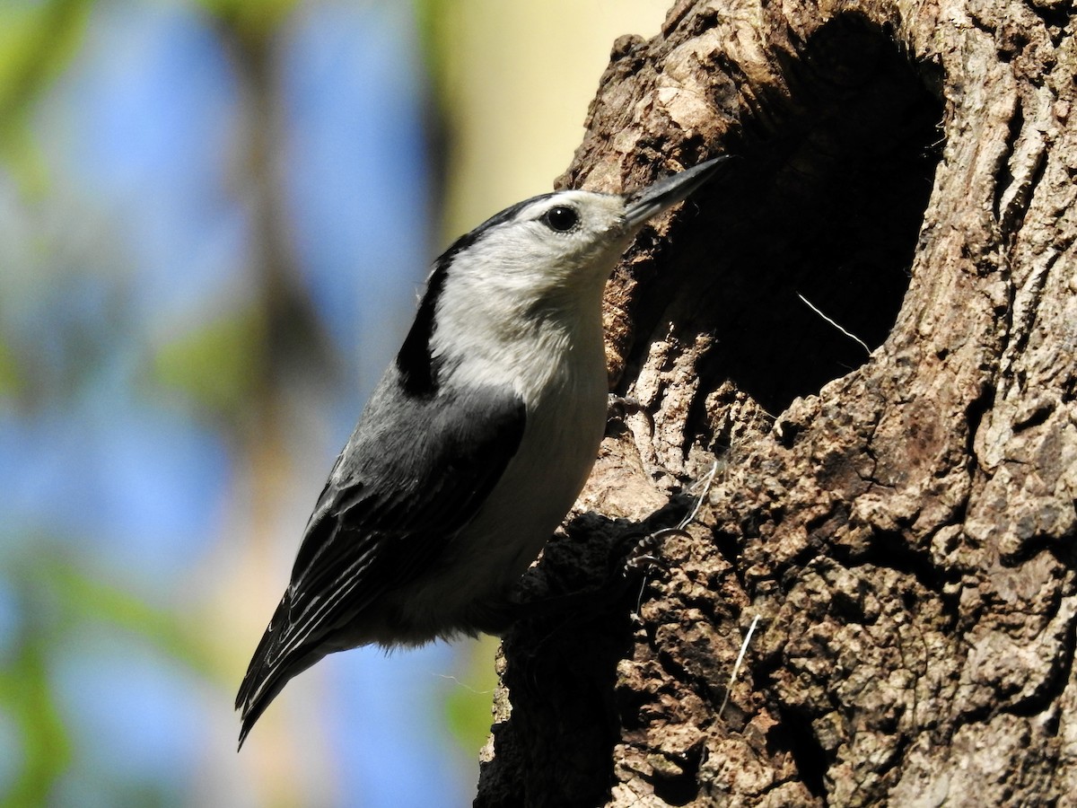 White-breasted Nuthatch - ML619029218