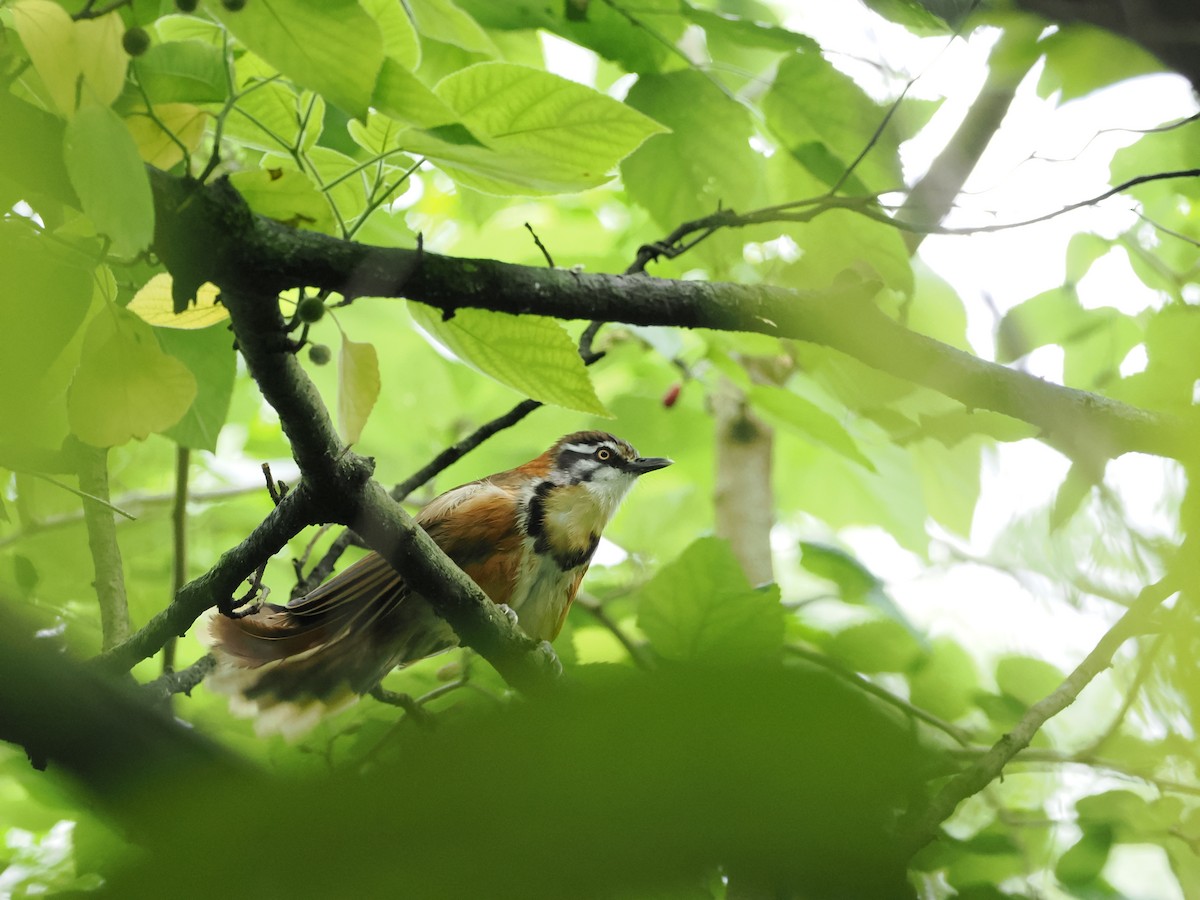 Lesser Necklaced Laughingthrush - ML619029229
