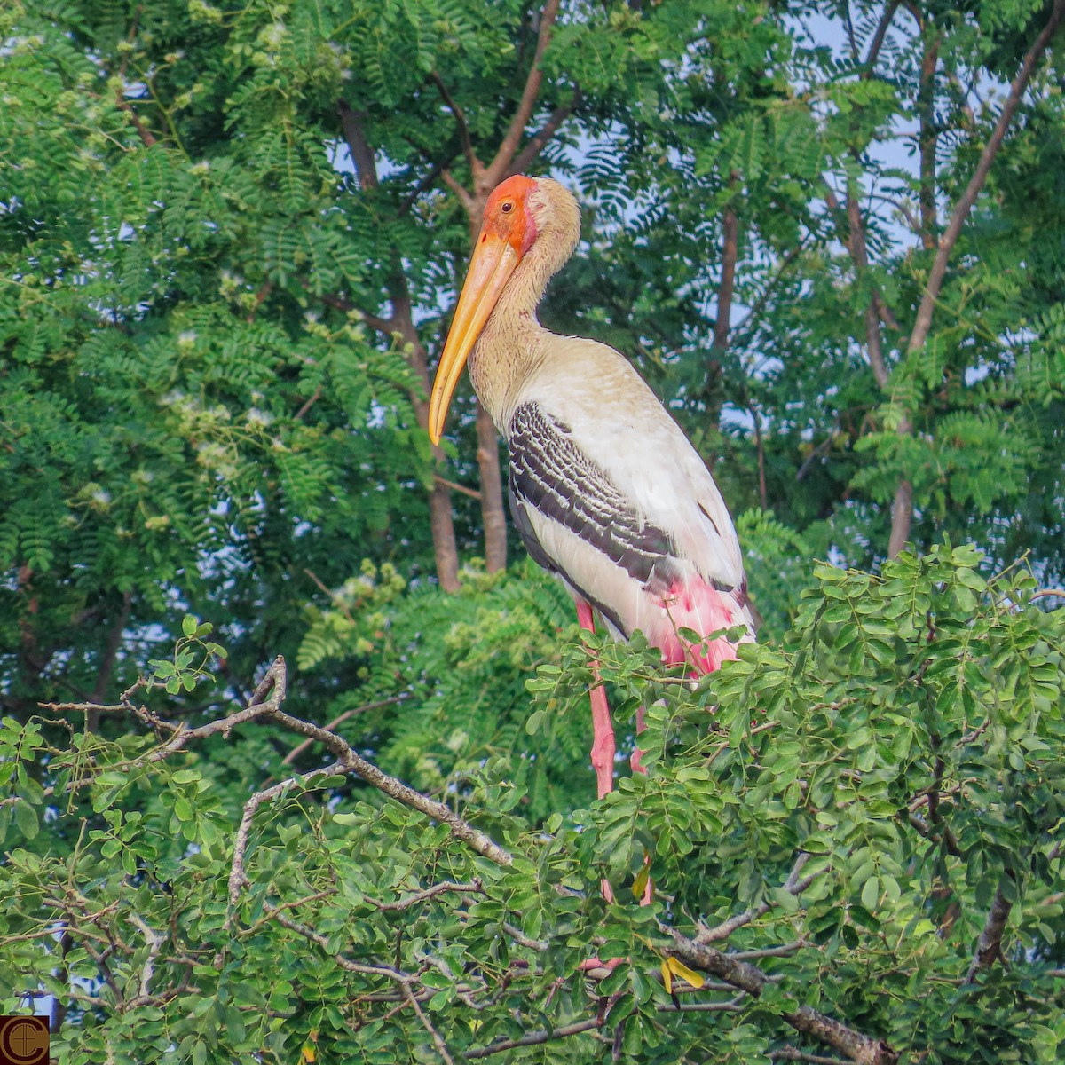 Painted Stork - Manjula Desai