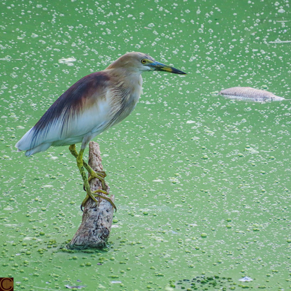 Indian Pond-Heron - Manjula Desai