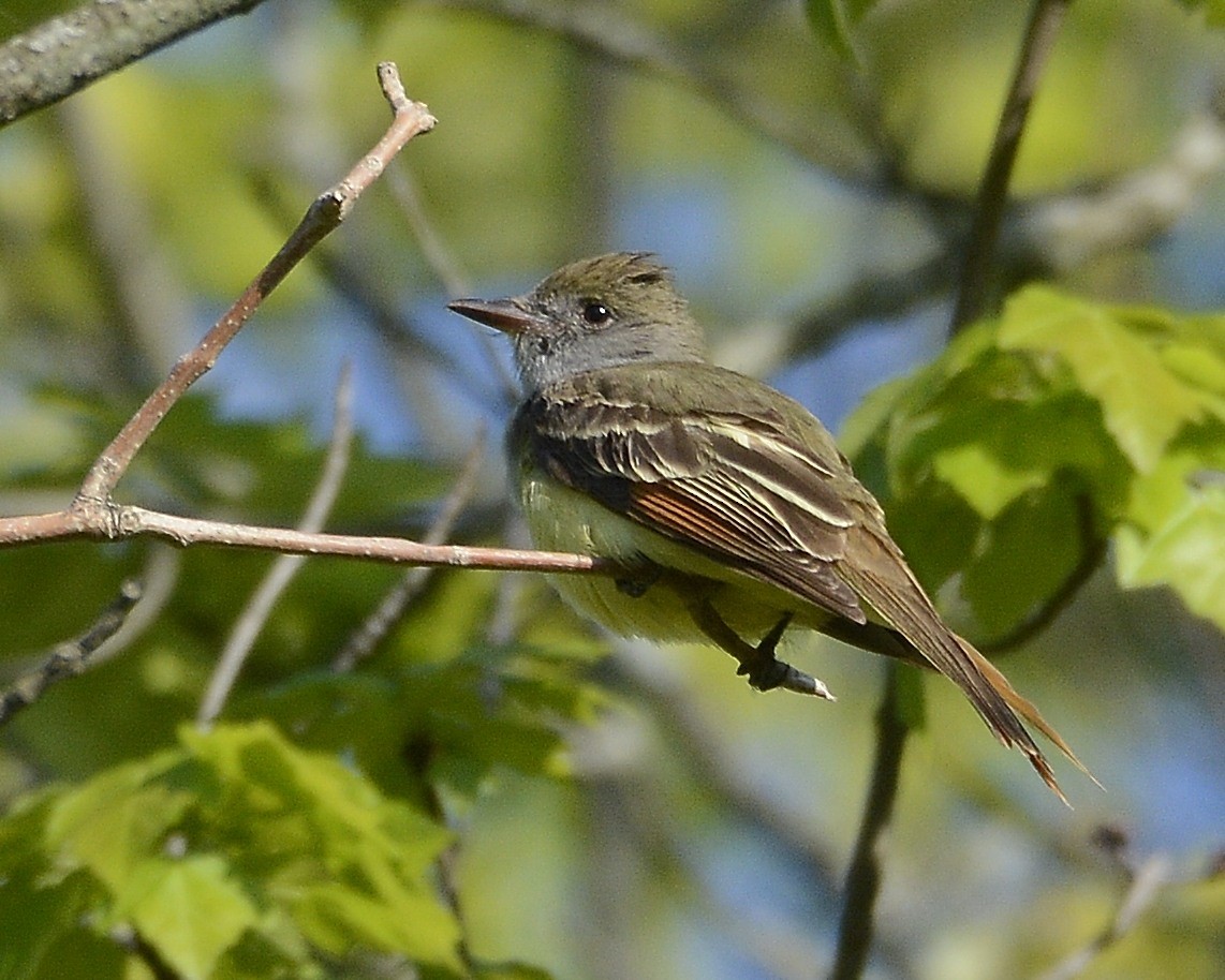 Great Crested Flycatcher - ML619029277