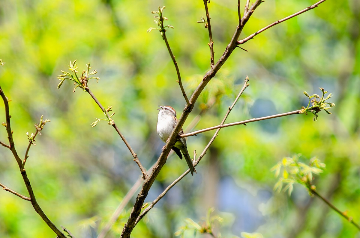 Chipping Sparrow - Alison Robey