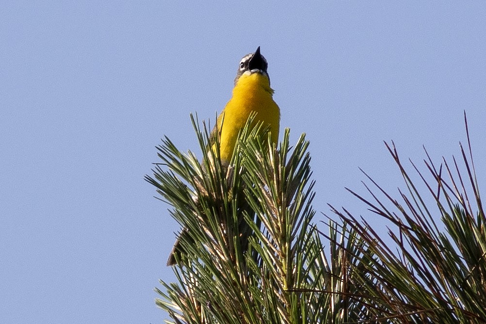 Yellow-breasted Chat - ML619029301