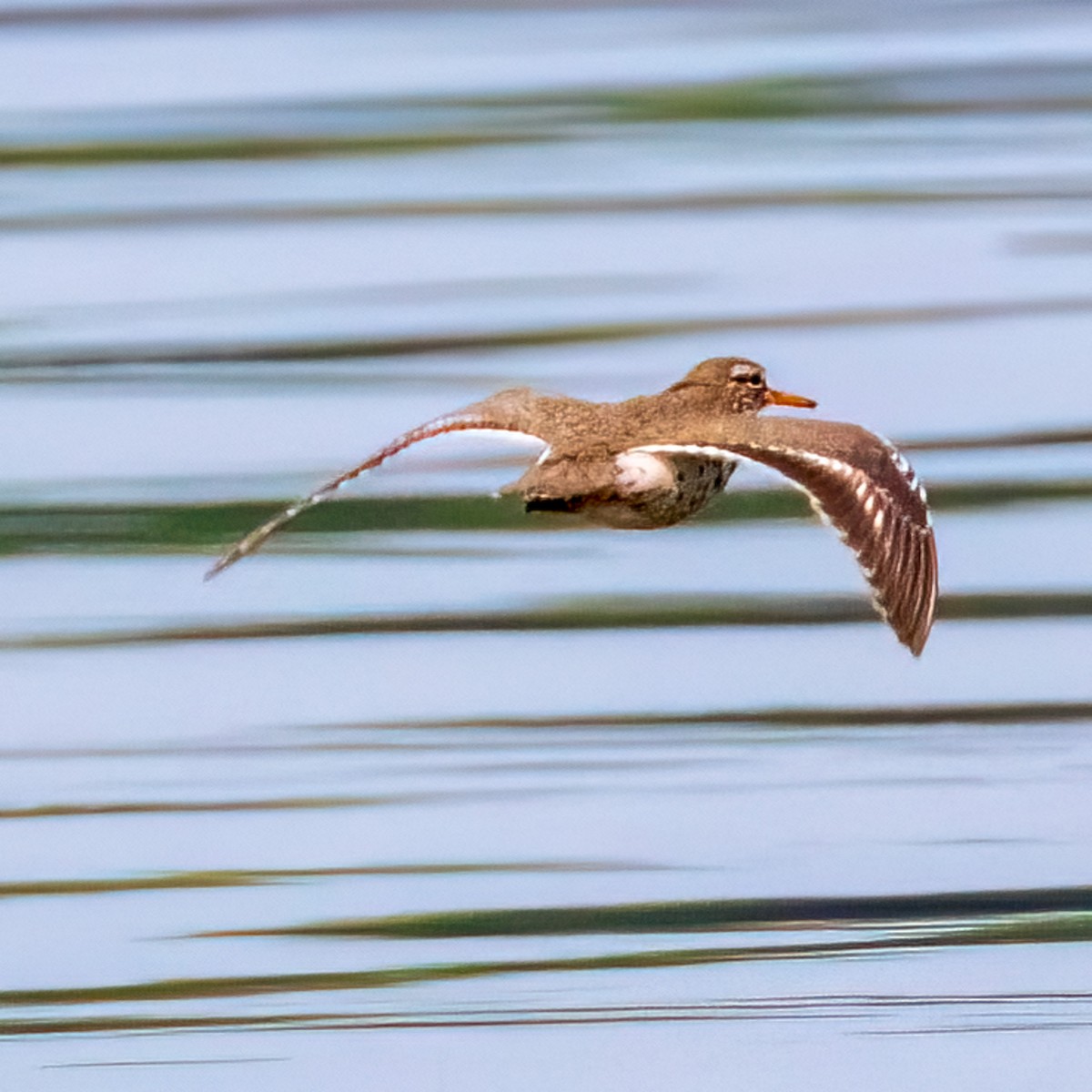 Spotted Sandpiper - Mary Louise
