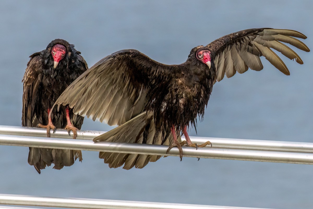 Turkey Vulture - Mary Louise