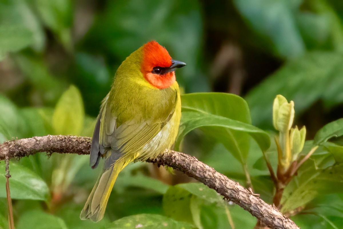 Red-headed Tanager - ML619029416