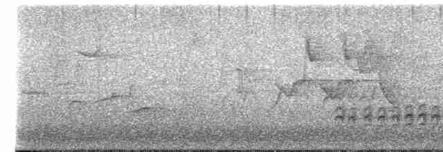 Weißbrustkleiber (carolinensis) - ML619029476
