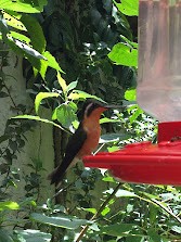 kolibřík fialovohrdlý - ML619029478